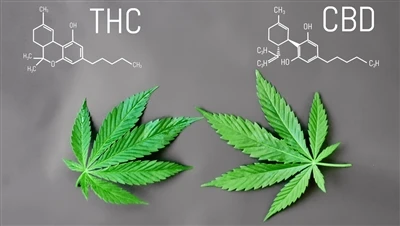 Яка різниця між THC і CBD