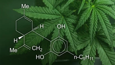 CBD, марихуана та коноплі: у чому різниця між цими продуктами канабісу та які...