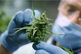 Як використовувати охолоджуючий м’язовий гель CBD