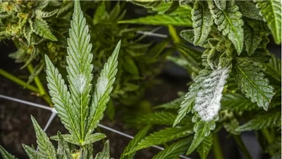 Як знайти якісні продукти CBD