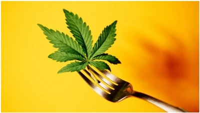 Поширені запитання про CBD
