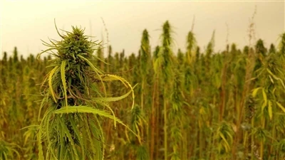 Останні новини про CBD: канадські компанії з виробництва коноплі відступили в...