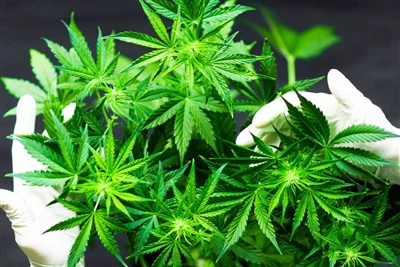 Чому CBD є найкращим природним бальзамом для губ?